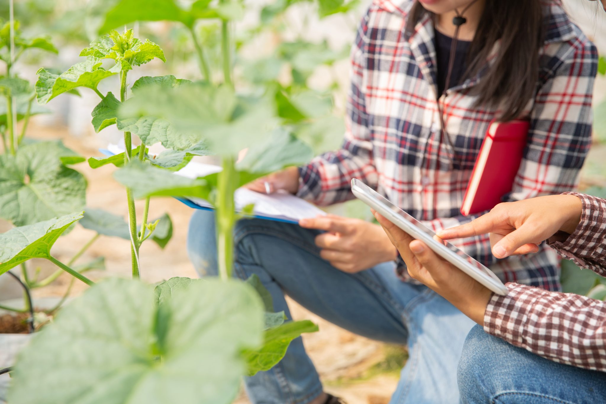 Como evitar a deficiência nutricional em plantas 4 dicas para aplicar